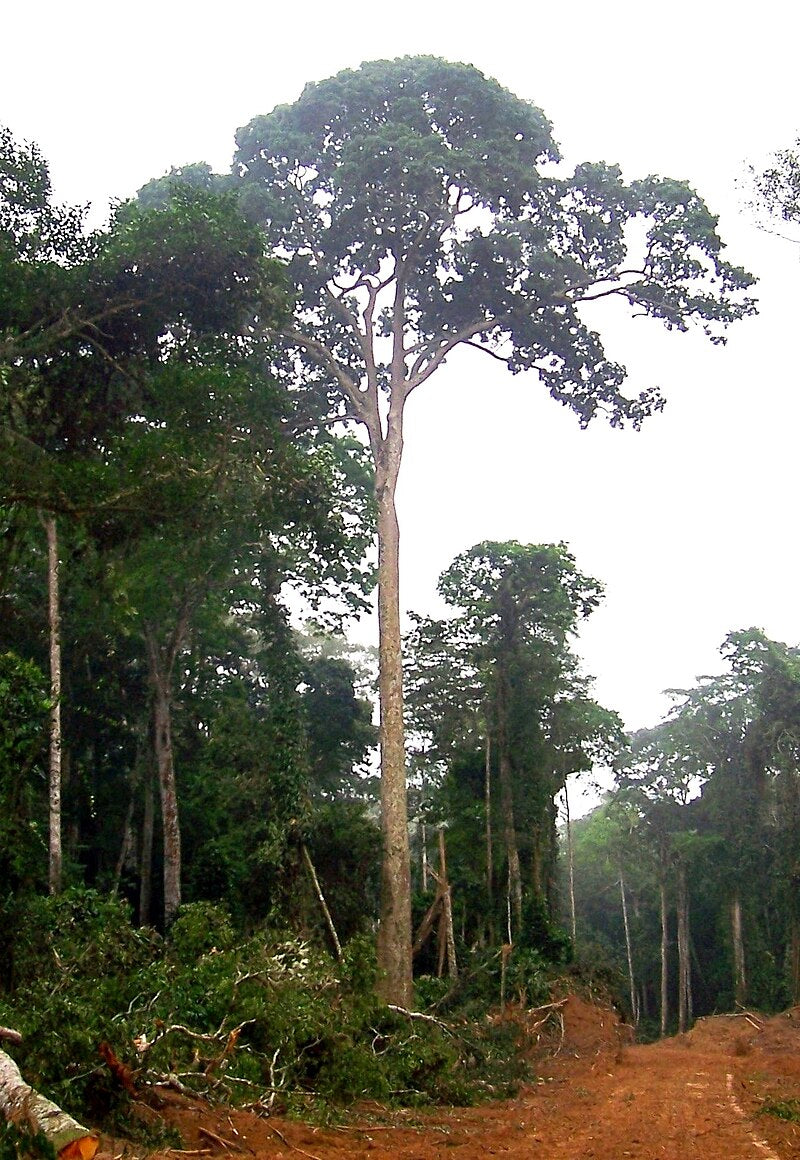 Mahogany_Tree