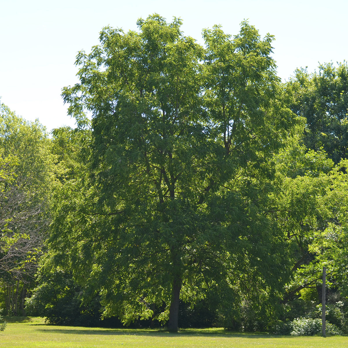 black_walnut_tree_vertical