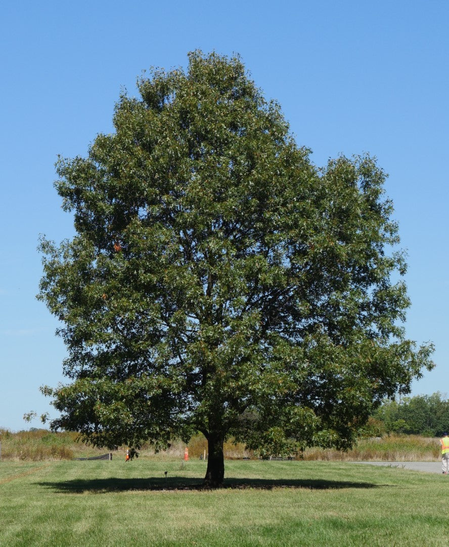 northern-red-oak-primary