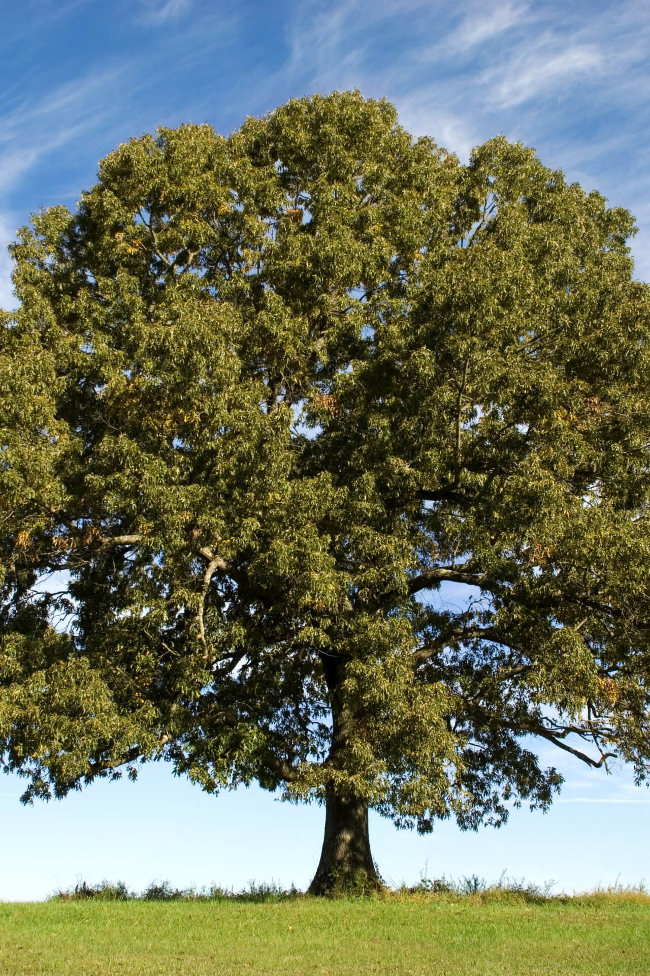 white-oak-tree